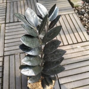 Zamia Black Raven Original