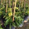 Australian Gold Vine - Gambar 5