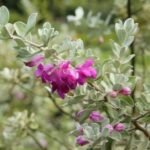 Texas Sage (Leucophyllum frutescens)