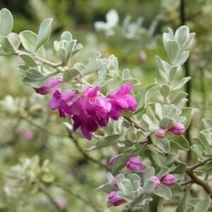 Texas Sage (Leucophyllum frutescens)
