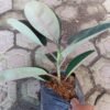 Karet Kebo (Ficus Elastica) - Gambar 2