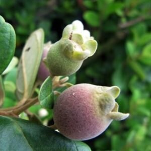 Jambu Rasa Strawberry (Rose Myrtle)