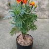 Marigold Oranye - Gambar 2