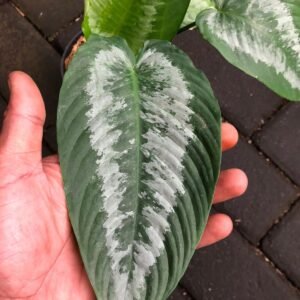 Schismatoglottis Wongii