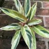 Calathea Triostar Variegata - Gambar 2