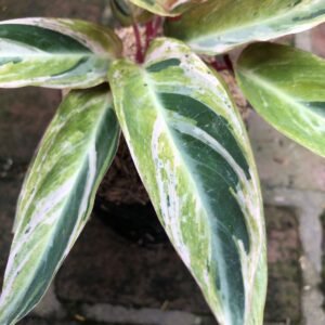 Calathea Triostar Variegata