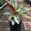 Calathea Triostar Variegata - Gambar 3