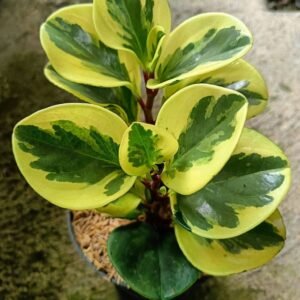 Peperomia Obtusifolia Variegated