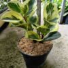 Peperomia Obtusifolia Variegated - Gambar 3