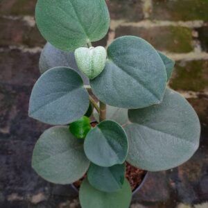 Peperomia Incana