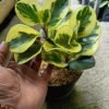 Peperomia Obtusifolia Variegated - Gambar 2