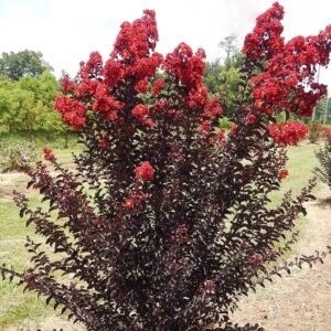 Sakura Merah Black Diamond