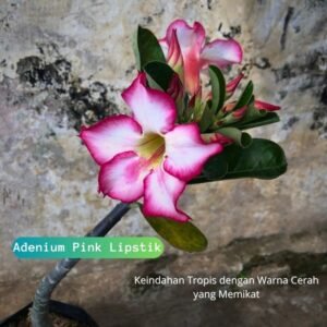 Adenium Pink Lipstik