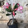 Adenium Pink Lipstik - Gambar 3