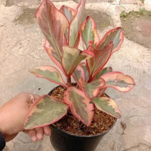 Peperomia Ginny
