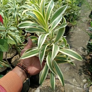 Dracaena Song Of India