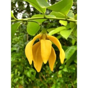 Kenanga Cina (Artabotrys hexapetalus)