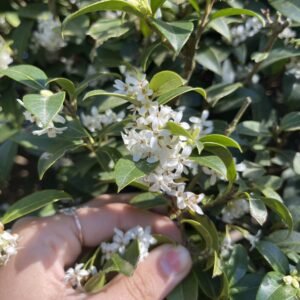 Sweet Osmanthus Tinggi 100 cm