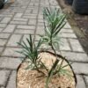 Lohansung Variegata - Gambar 3