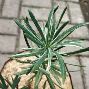 Lohansung Variegata