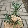 Lohansung Variegata - Gambar 2