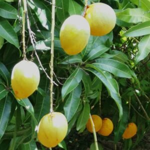 Mangga Chokanan