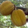 Durian D24 Tinggi 1 Meter - Gambar 3