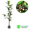 Black Pitomba (Grumichama Cherry) - Gambar 2