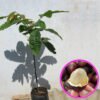 Kelengkeng Matoa Island Lychee - Gambar 2