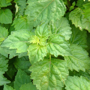 Daun Nilam