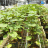 Daun Nilam - Gambar 2