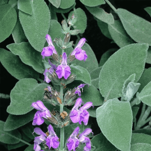 Daun Sage