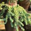 Donkey Tail - Gambar 2