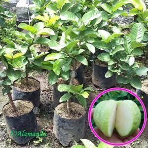 Jambu Sukun kristal (kondisi berbunga)
