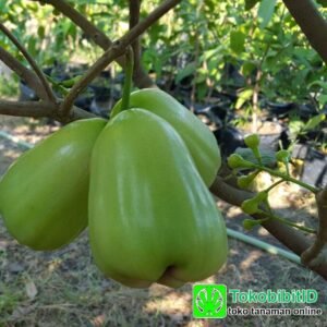 Jambu Air Super Green