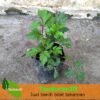 Valerian Hutan - Gambar 2