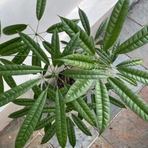 Schefflera Albido-Bracteata ( Walisongo Pete )