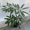 Schefflera Albido-Bracteata ( Walisongo Pete ) - Gambar 6