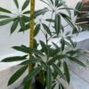 Schefflera Albido-Bracteata ( Walisongo Pete ) - Gambar 5