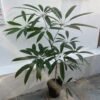 Schefflera Albido-Bracteata ( Walisongo Pete ) - Gambar 4