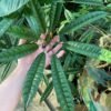 Schefflera Albido-Bracteata ( Walisongo Pete ) - Gambar 3