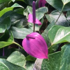 Anthurium Mini Ungu