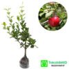 Barbados Cherry - Gambar 3