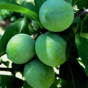 Plum Hijau