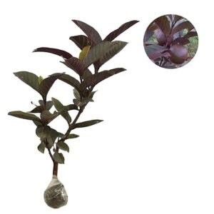 Jambu Biji Super Merah