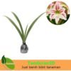 Amaryllis Ringgo - Gambar 2
