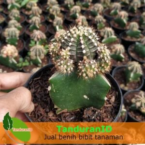 Kaktus Green Siklam