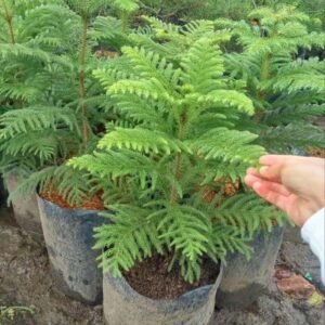 Cemara Norfolk