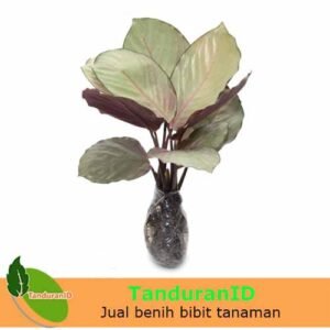 Calathea Silver Plate