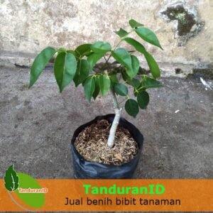 Kayu Rapet